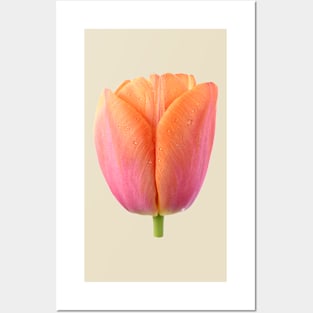 Tulipa  &#39;Orange Dynasty&#39;    Triumph Tulip Posters and Art